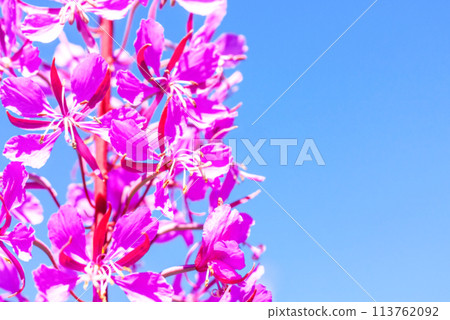 Soft blurred nature background of purple alpine fireweed Soft blurred nature background of purple alpine fireweed 113762092