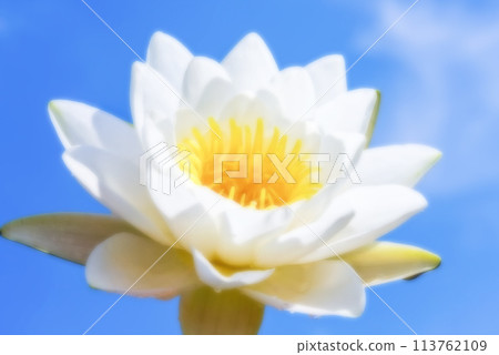 Soft blurred nature background of water lily against a blue sky Soft blurred nature background of water lily against a blue sky 113762109