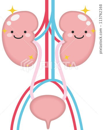 Healthy urinary system and kidney characters - Stock Illustration ...