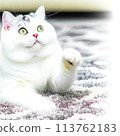 白色世界的毛茸茸的居民 113762183