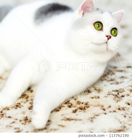 好奇的眼睛 113762190