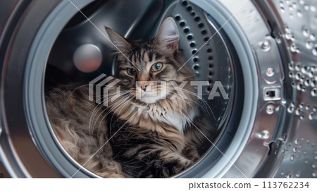 A fluffy cat comfortably nestled inside the drum of a washing machine, looking out curiously at its surroundings. 113762234