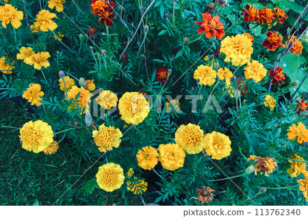 Yellow and Orange Flowers of Marigold (Tagetes). 113762340