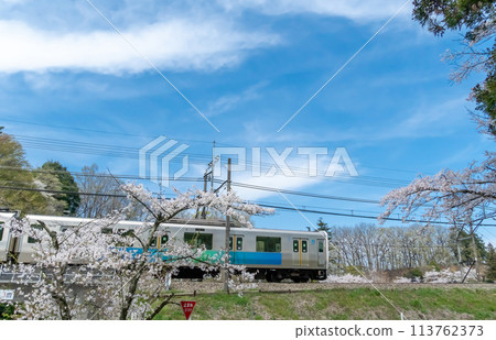 Cherry blossom trees in full bloom and the Seibu Chichibu Line 30000 Series Smile Train 2024 Cherry blossom trees in full bloom and the Seibu Chichibu Line 30000 Series Smile Train 2024 113762373