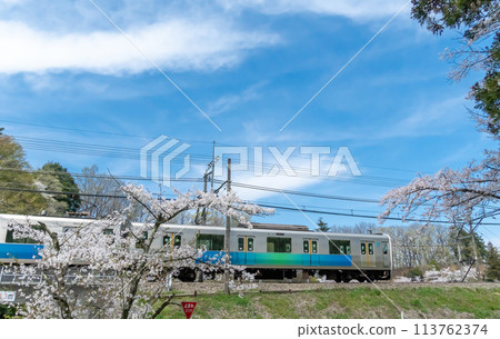 Cherry blossom trees in full bloom and the Seibu Chichibu Line 30000 Series Smile Train 2024 Cherry blossom trees in full bloom and the Seibu Chichibu Line 30000 Series Smile Train 2024 113762374
