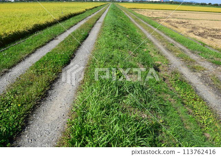 Farm road and rural scenery Shonai, Yamagata Prefecture Farm road and rural scenery Shonai, Yamagata Prefecture 113762416