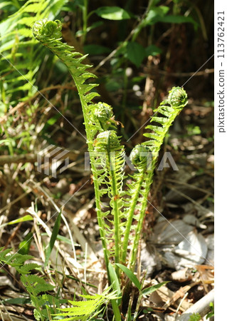 Spring edible wild plants, Kogomi 113762421