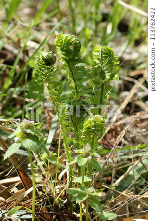 Spring edible wild plants, Kogomi Spring edible wild plants, Kogomi 113762422