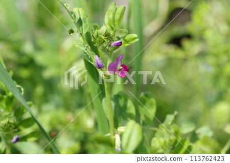 Vetch, a small purple flower that blooms in the field Vetch, a small purple flower that blooms in the field 113762423