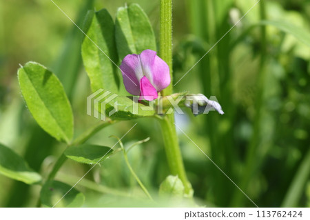 Vetch, a small purple flower that blooms in the field 113762424