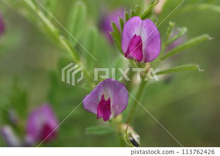 Vetch, a small purple flower that blooms in the field Vetch, a small purple flower that blooms in the field 113762426
