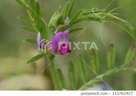 Vetch, a small purple flower that blooms in the field 113762427