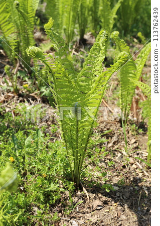 Kogomi，一種春天的野菜，長得更大，葉子也更厚。 113762439