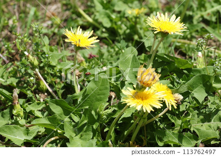 關東蒲公英，一種生長在路邊的日本本土蒲公英 113762497