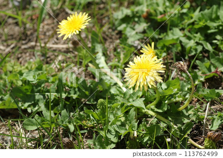Kanto dandelion, a Japanese native dandelion, growing on the roadside Kanto dandelion, a Japanese native dandelion, growing on the roadside 113762499