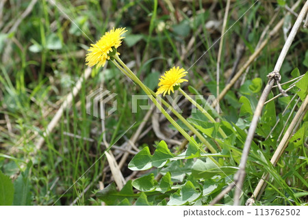 關東蒲公英，一種生長在路邊的日本本土蒲公英 113762502