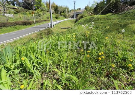 關東蒲公英，一種生長在路邊的日本本土蒲公英 113762503