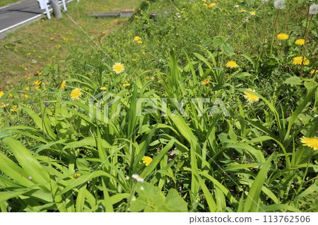 關東蒲公英，一種生長在路邊的日本本土蒲公英 113762506