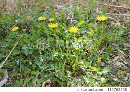 關東蒲公英，一種生長在路邊的日本本土蒲公英 113762508