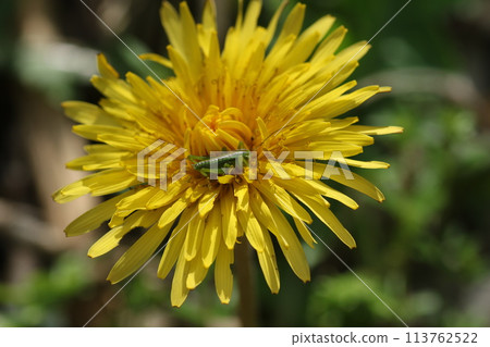 蒲公英花上的毛毛蟲幼蟲 113762522