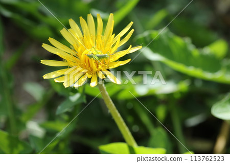 蒲公英花上的毛毛蟲幼蟲 113762523