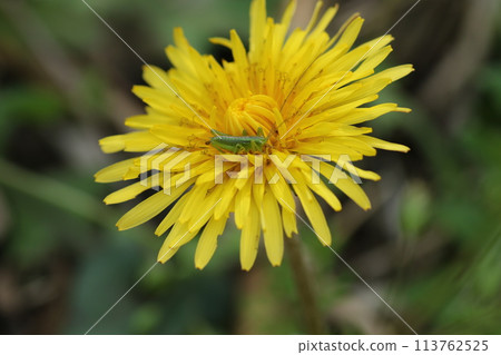 蒲公英花上的毛毛蟲幼蟲 蒲公英花上的毛毛蟲幼蟲 113762525