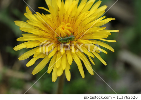 A bush-cutter larva on a Kanto dandelion flower 113762526