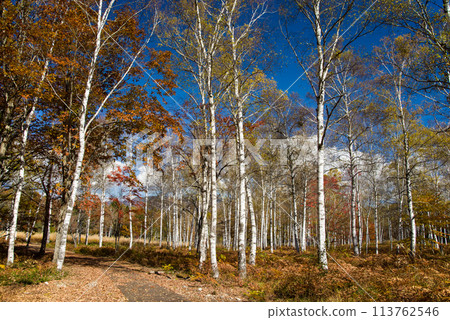 "Autumn Plateau - Beautiful Birch Forest" [Hiwada Plateau] Takane Town, Takayama City, Gifu Prefecture 113762546