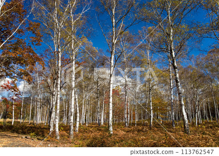 "Autumn Plateau - Beautiful Birch Forest" [Hiwada Plateau] Takane Town, Takayama City, Gifu Prefecture 113762547