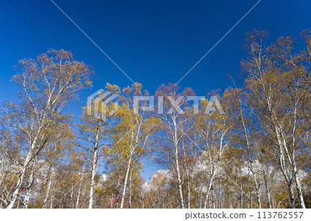 "Autumn Plateau - Beautiful Birch Forest" [Hiwada Plateau] Takane Town, Takayama City, Gifu Prefecture 113762557