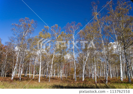 "Autumn Plateau - Beautiful Birch Forest" [Hiwada Plateau] Takane Town, Takayama City, Gifu Prefecture 113762558