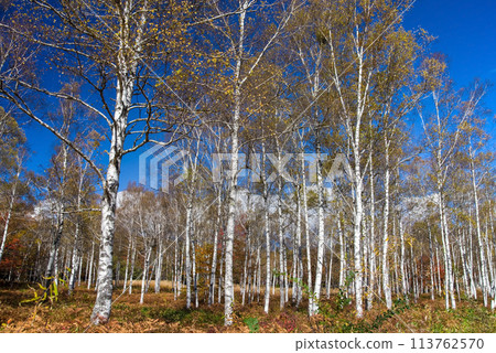 "Autumn Plateau - Beautiful Birch Forest" [Hiwada Plateau] Takane Town, Takayama City, Gifu Prefecture 113762570