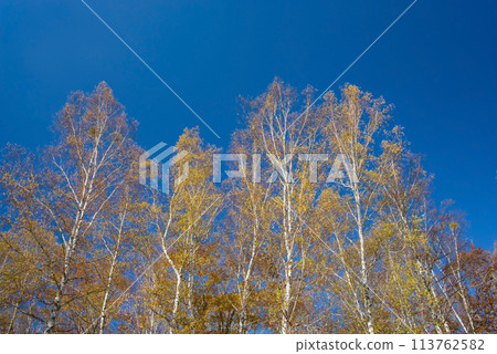 "Autumn Plateau - Beautiful Birch Forest" [Hiwada Plateau] Takane Town, Takayama City, Gifu Prefecture 113762582