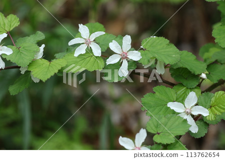 春天綻放的純白色花朵“二五五” 113762654