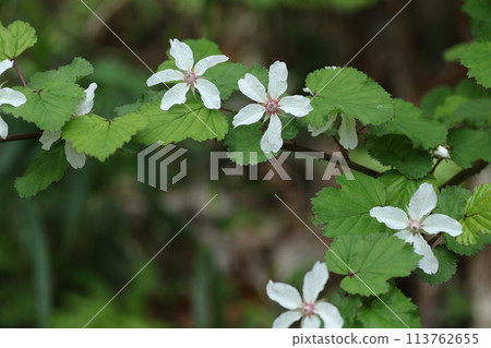春天綻放的純白色花朵“二五五” 春天綻放的純白色花朵“二五五” 113762655