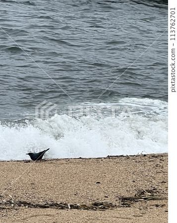 Birds on the Shore 113762701