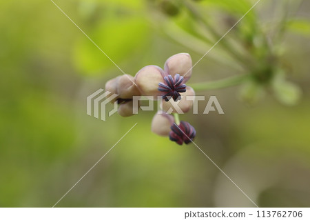 Akebia flower, a vine that grows in the barren mountains and fields Akebia flower, a vine that grows in the barren mountains and fields 113762706