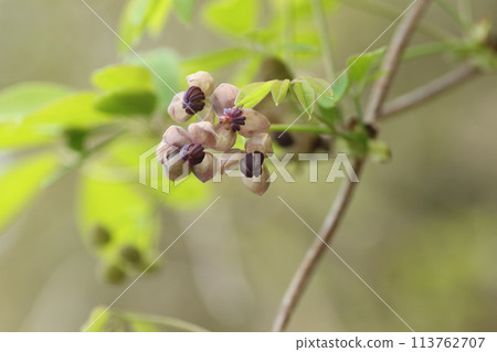 Akebia flower, a vine that grows in the barren mountains and fields Akebia flower, a vine that grows in the barren mountains and fields 113762707