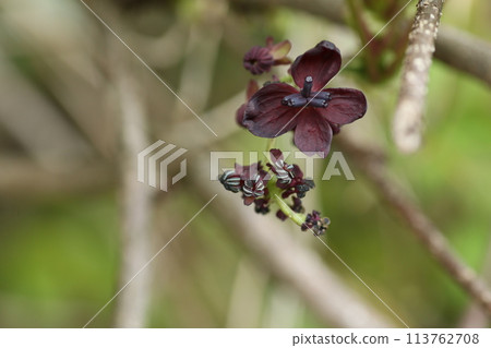 Akebia flower, a vine that grows in the barren mountains and fields Akebia flower, a vine that grows in the barren mountains and fields 113762708