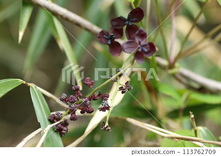Akebia flower, a vine that grows in the barren mountains and fields Akebia flower, a vine that grows in the barren mountains and fields 113762709