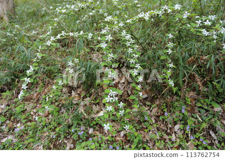 春天綻放的純白色花朵“二五五” 113762754