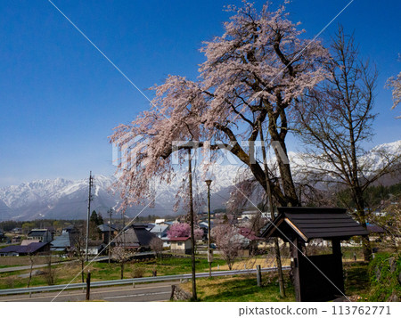Weeping cherry tree, Tetsuran cherry tree on Mt. Denko in Hakuba village 113762771