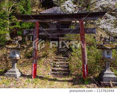 Torii gate and cherry tree, Tetsuran cherry blossoms at Mt. Denko in Hakuba village Torii gate and cherry tree, Tetsuran cherry blossoms at Mt. Denko in Hakuba village 113762848