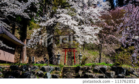 Torii gate and cherry tree, Tetsuran cherry blossoms at Mt. Denko in Hakuba village 113762852