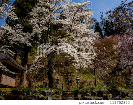 Torii gate and cherry tree, Tetsuran cherry blossoms at Mt. Denko in Hakuba village Torii gate and cherry tree, Tetsuran cherry blossoms at Mt. Denko in Hakuba village 113762853