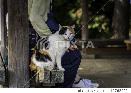 友善的三色貓 友善的三色貓 113762951