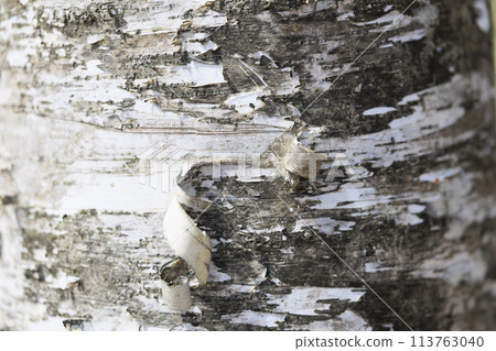 Birch tree 113763040