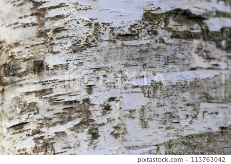 Birch tree 113763042