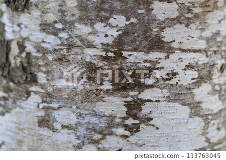 Birch tree Birch tree 113763045