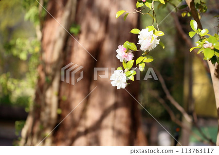 Sasanqua花 Sasanqua花 113763117
